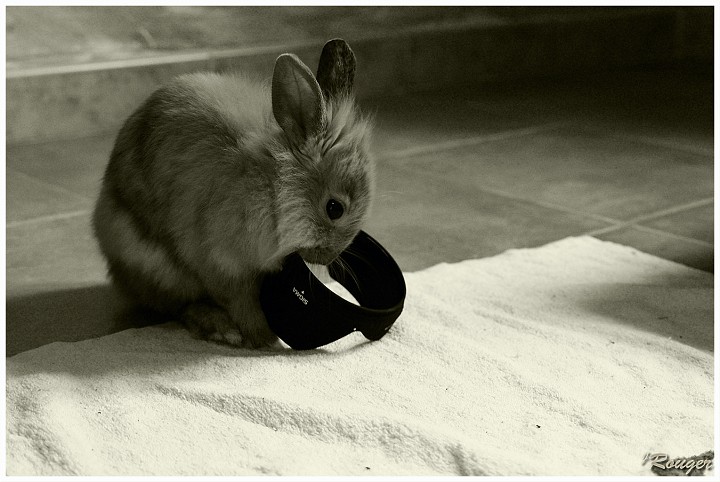 IMGP3672NB petit.jpg - La revanche du lapin sur le photographe !